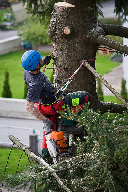 Best Tree Preservation Services  in South Bound Brook, NJ